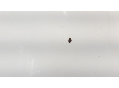 Recambio de capo para ford transit caja cerrada, corta (fy) (2000 =>) 2.0 tde cat referencia OEM IAM 4067109 109102530 FD9103100 2